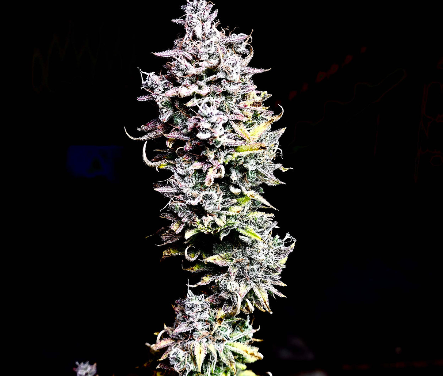 Mendo Breath 17.89% THC