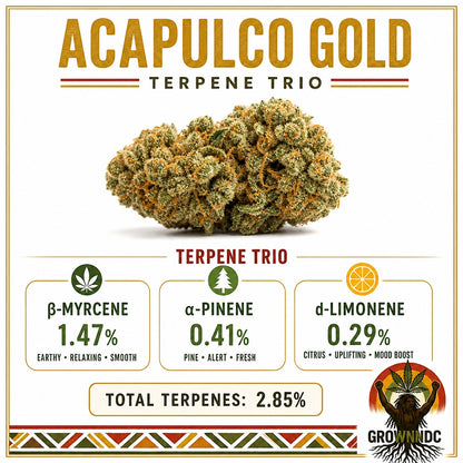 Acapulco Gold 21.05% THC