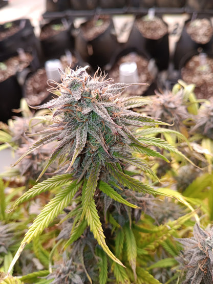 Pre Rolls Banana Kush THC 15.35%