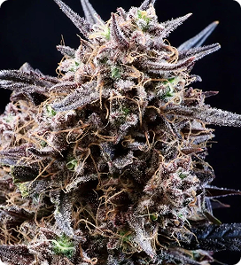 Banjerine 19.63% THC