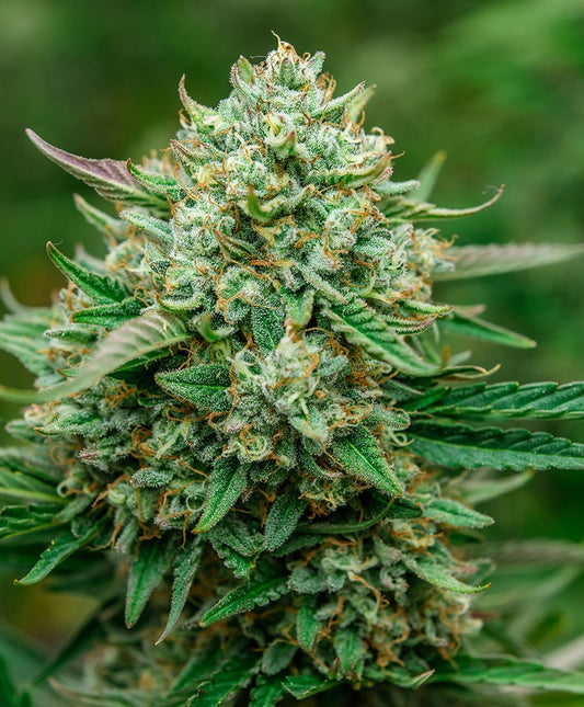 Fruit by the Foot THC 19.15%