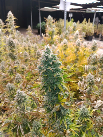 Fruit by the Foot THC 19.15%