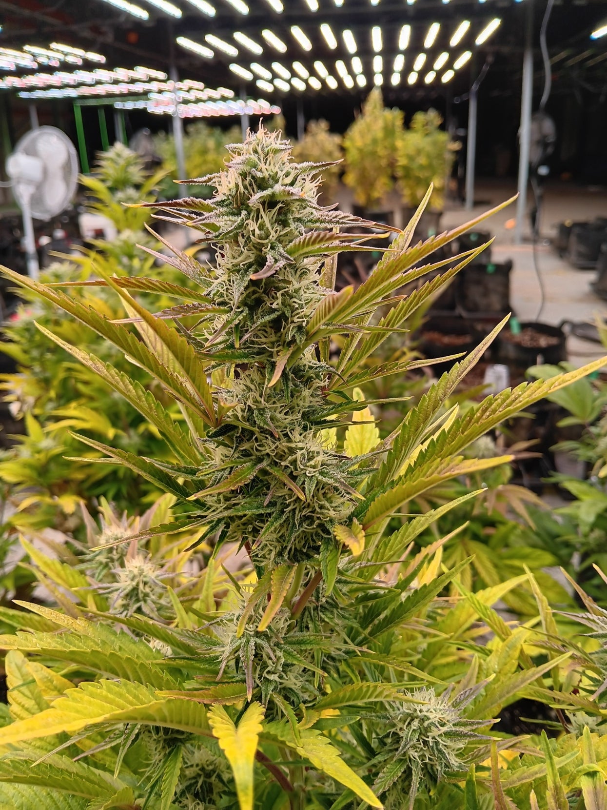 Garlic Jam 18.97% THC