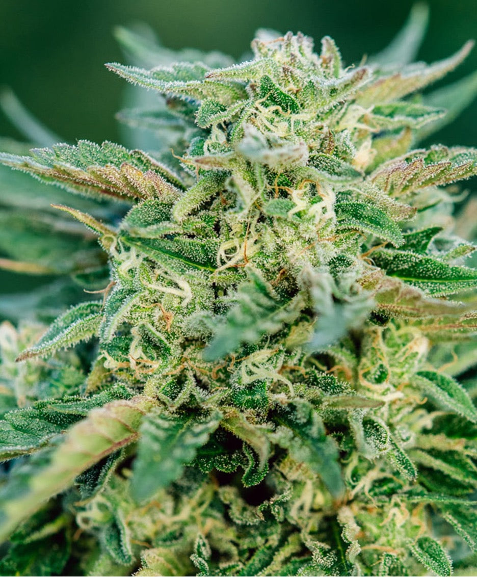 Grease Gun 19.57% THC