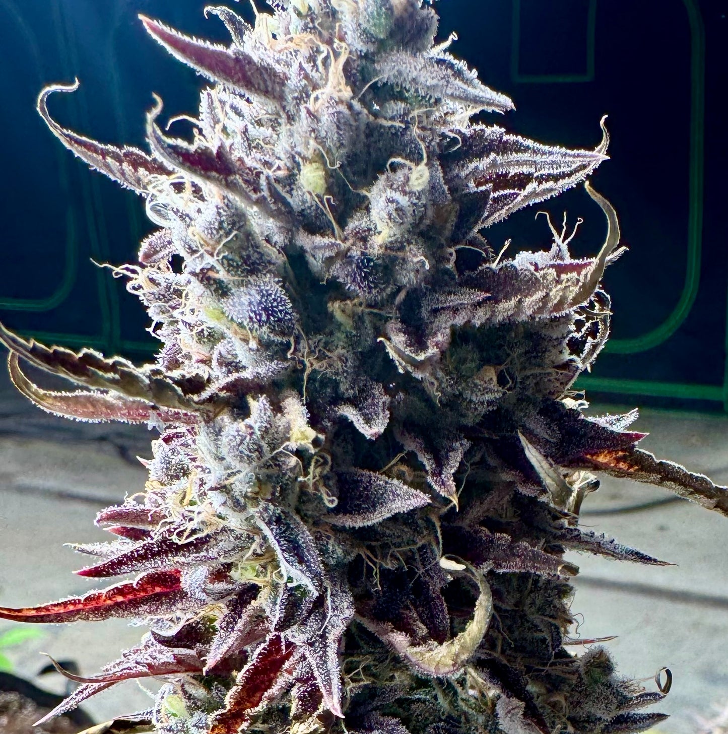 Pre Rolls Pilot Light 29.65% THC