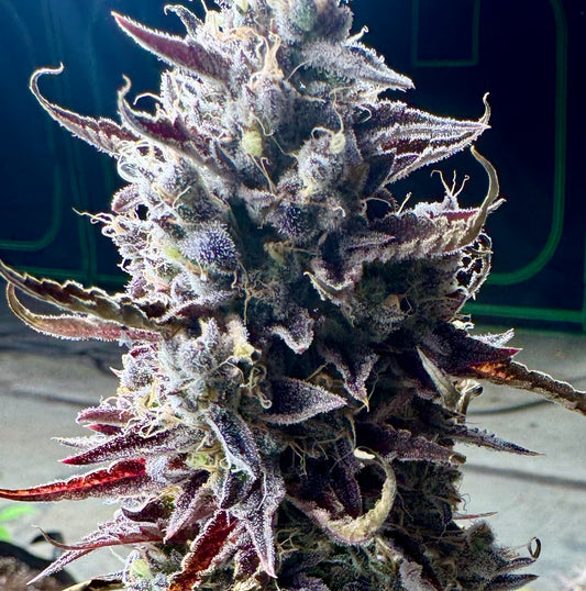 Pre Rolls Pilot Light 29.65% THC