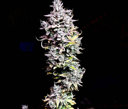 Pre Rolls Mendo Breath THC 17.89%