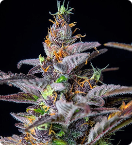 Watermelon 18.29% THC