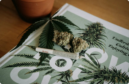 Pre Rolls Pilot Light 29.65% THC